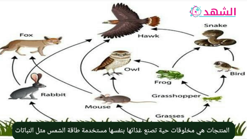 المنتجات هي مخلوقات حية تصنع غذائها بنفسها مستخدمة طاقة الشمس مثل النباتات