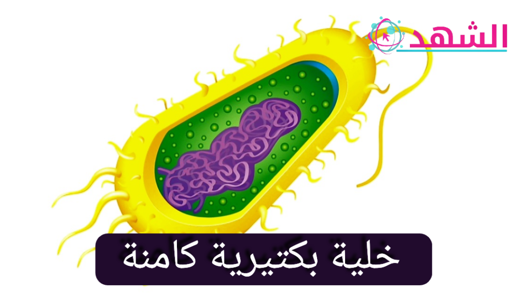 خلية بكتيرية كامنة