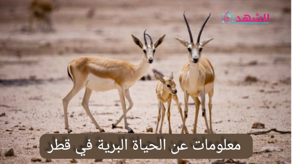 معلومات عن الحياة البرية في قطر